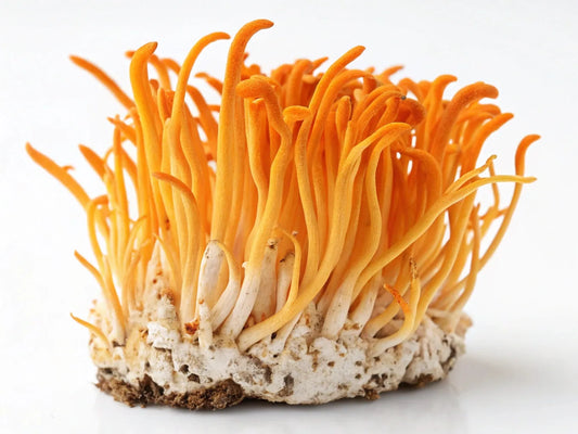Cordyceps